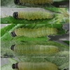 pyr malvae larva3 volg1